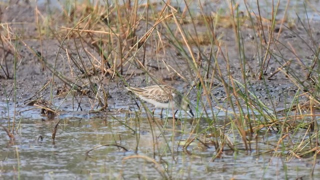 Calidris sp. (petit bécasseau sp.) - ML616292117