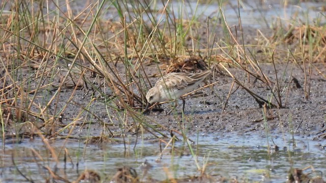 Calidris sp. (petit bécasseau sp.) - ML616292147