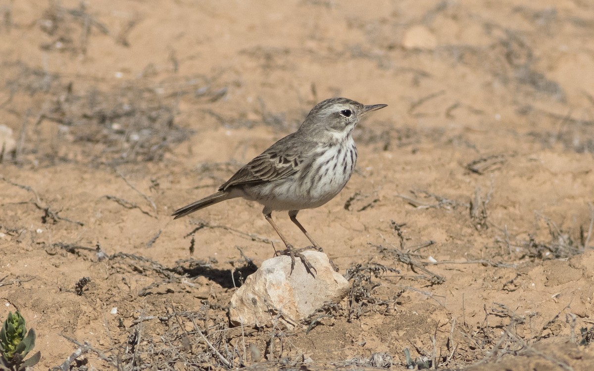Berthelot's Pipit - ML616292171