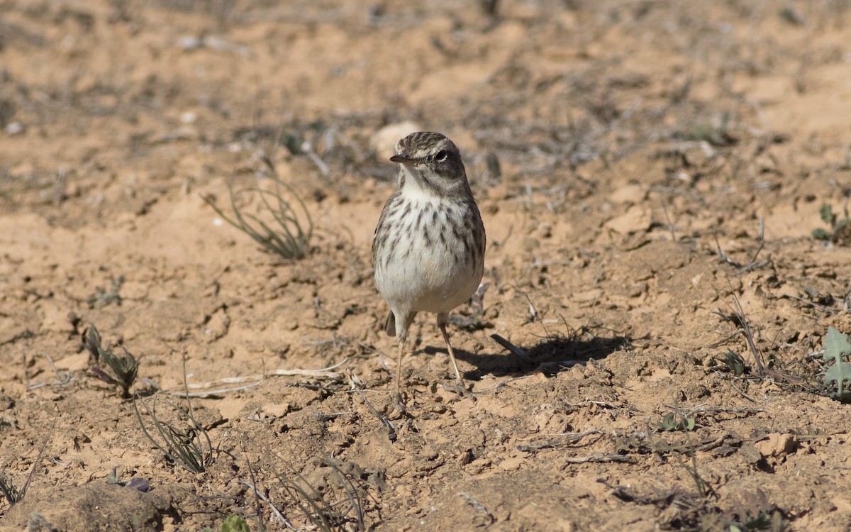 Berthelot's Pipit - ML616292172