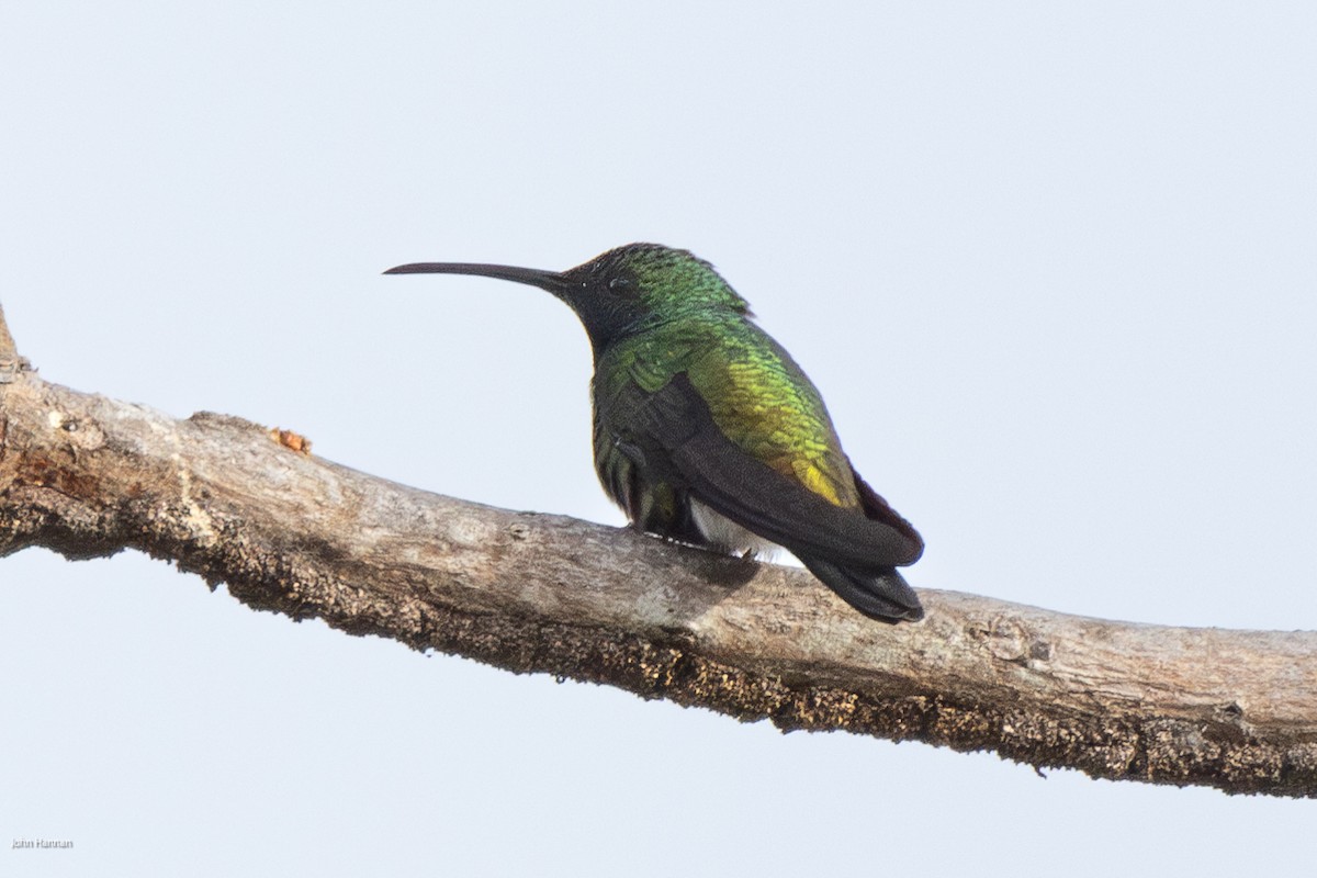 kolibřík zelenohrdlý - ML616292178