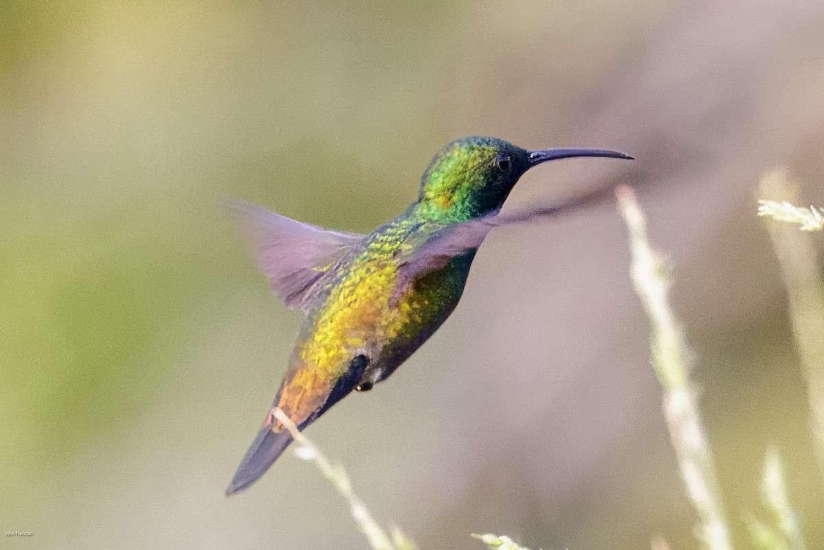 kolibřík zelenohrdlý - ML616292179