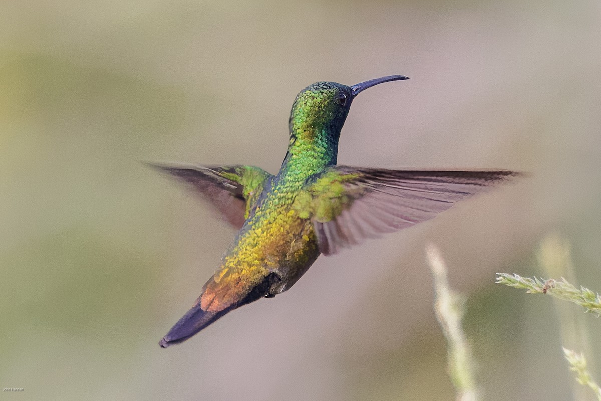 kolibřík zelenohrdlý - ML616292180