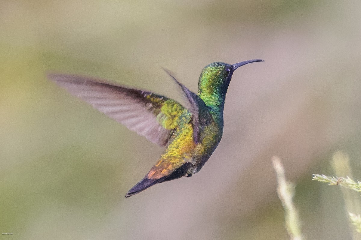kolibřík zelenohrdlý - ML616292181