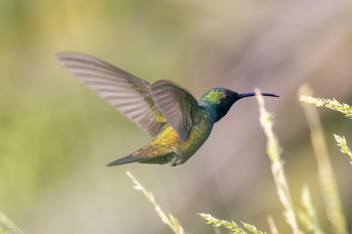 kolibřík zelenohrdlý - ML616292182
