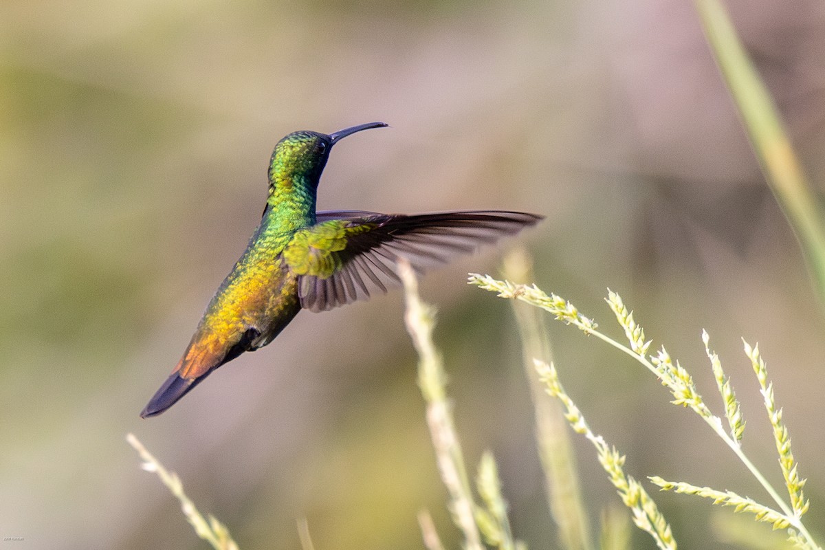 kolibřík zelenohrdlý - ML616292183