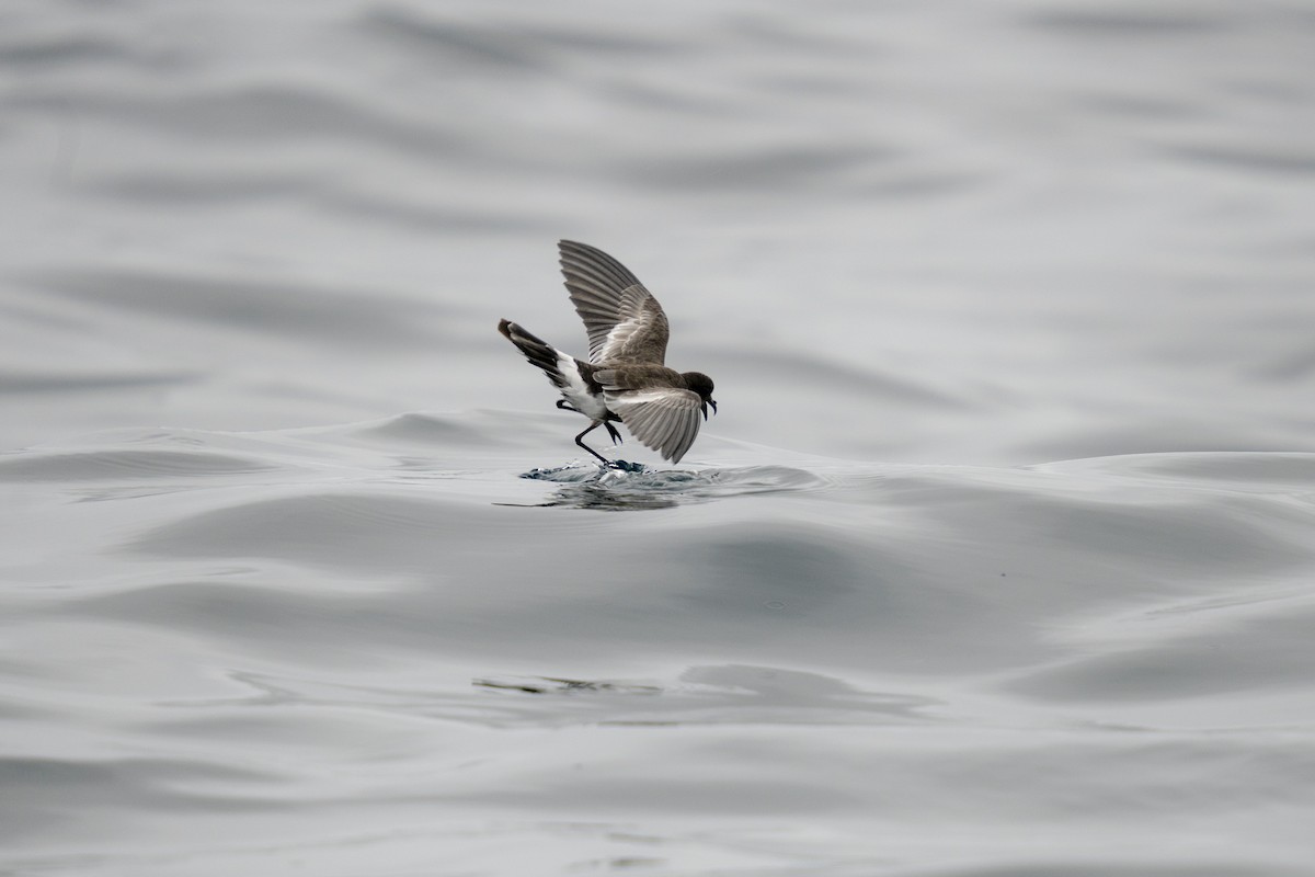 Pincoya Storm-Petrel - ML616292206