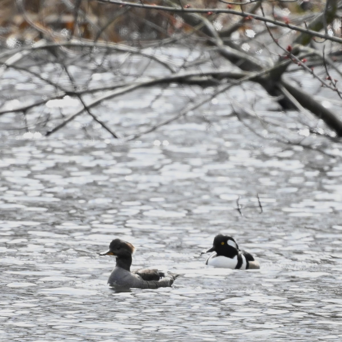 Hooded Merganser - ML616292264