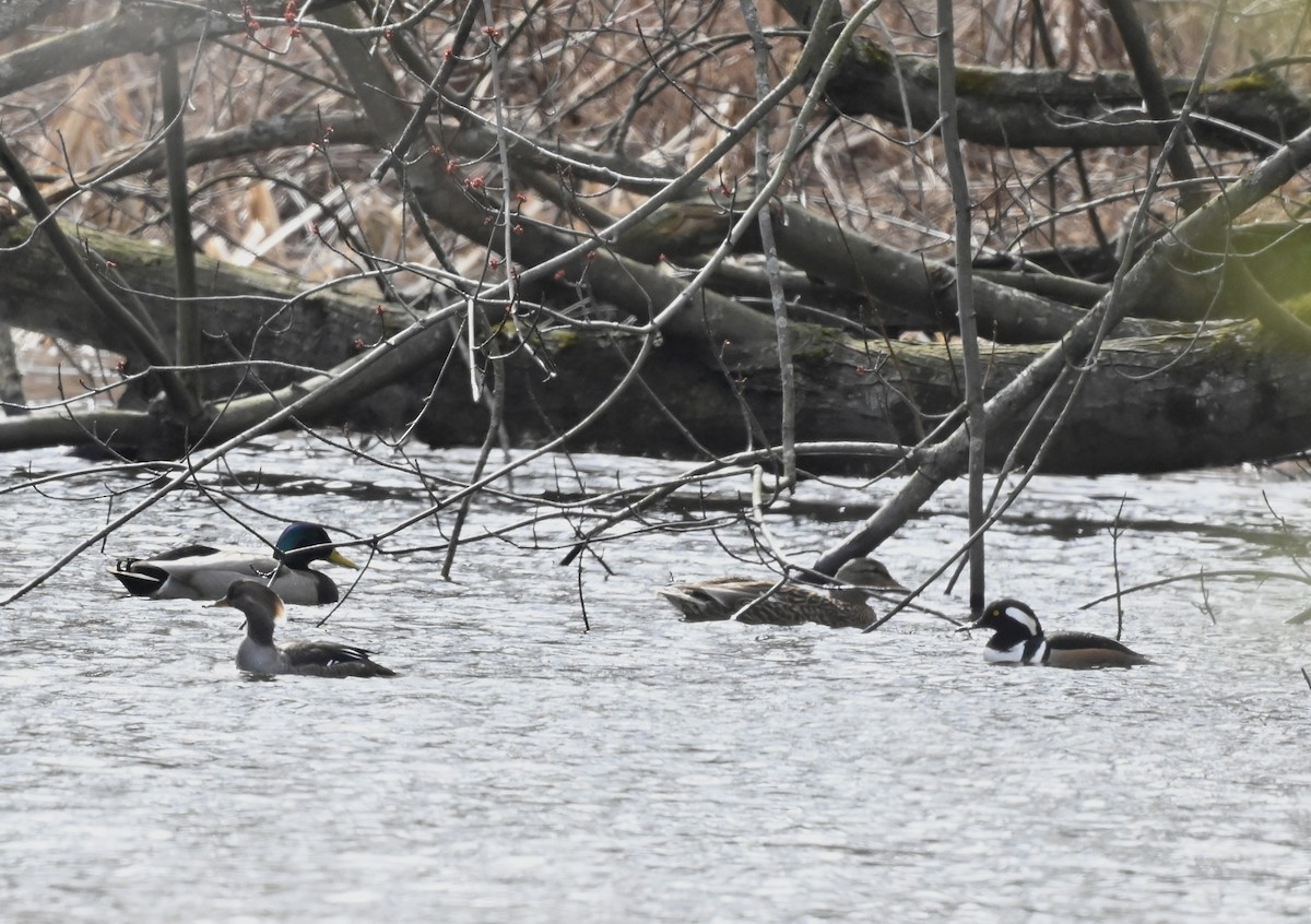 Hooded Merganser - ML616292285