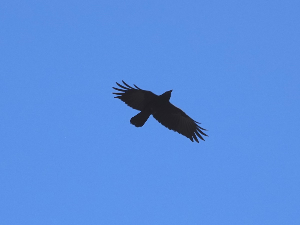 American Crow - ML616292305