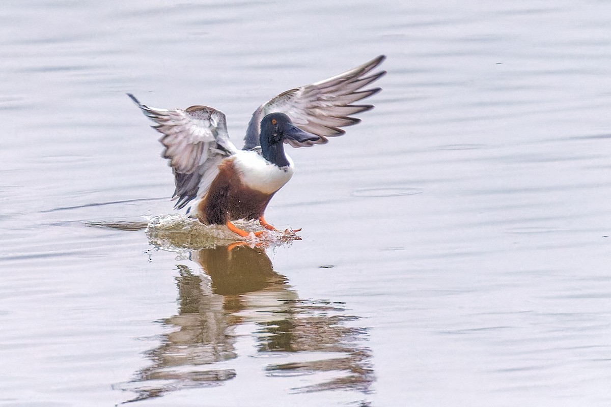 Northern Shoveler - ML616292368