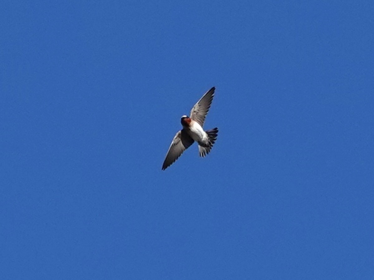 Cliff Swallow - Norman Uyeda