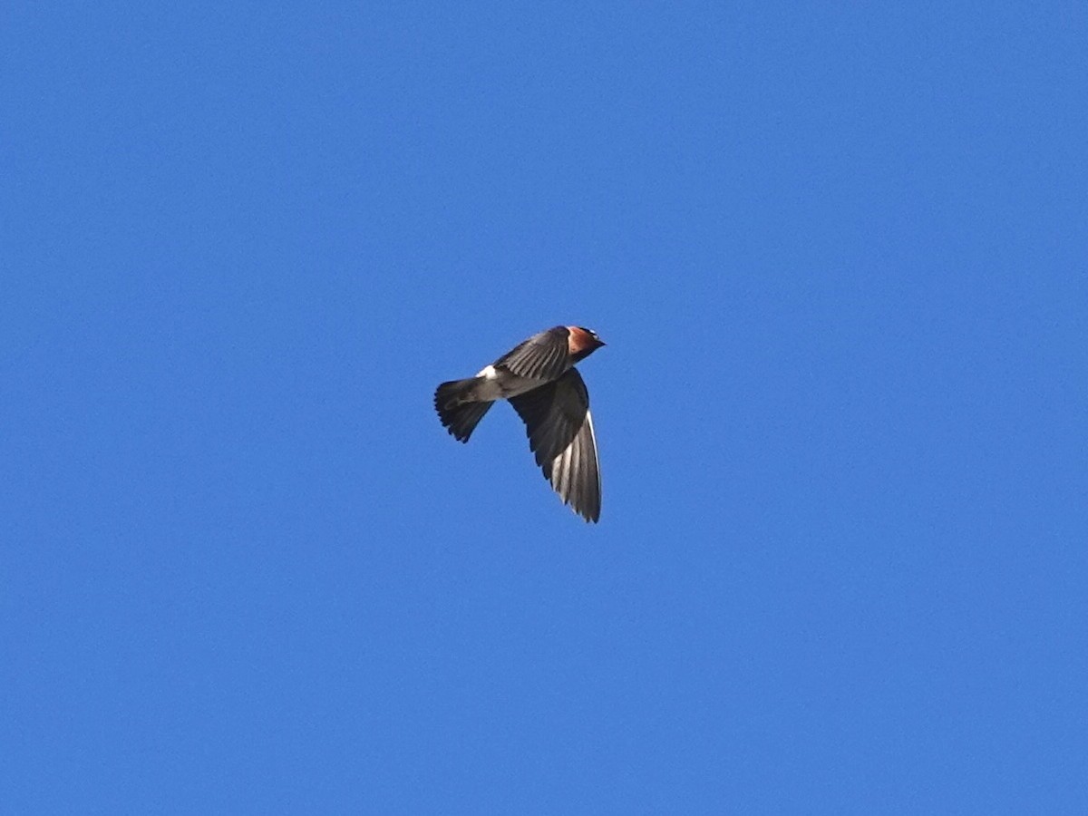 Cliff Swallow - ML616292387