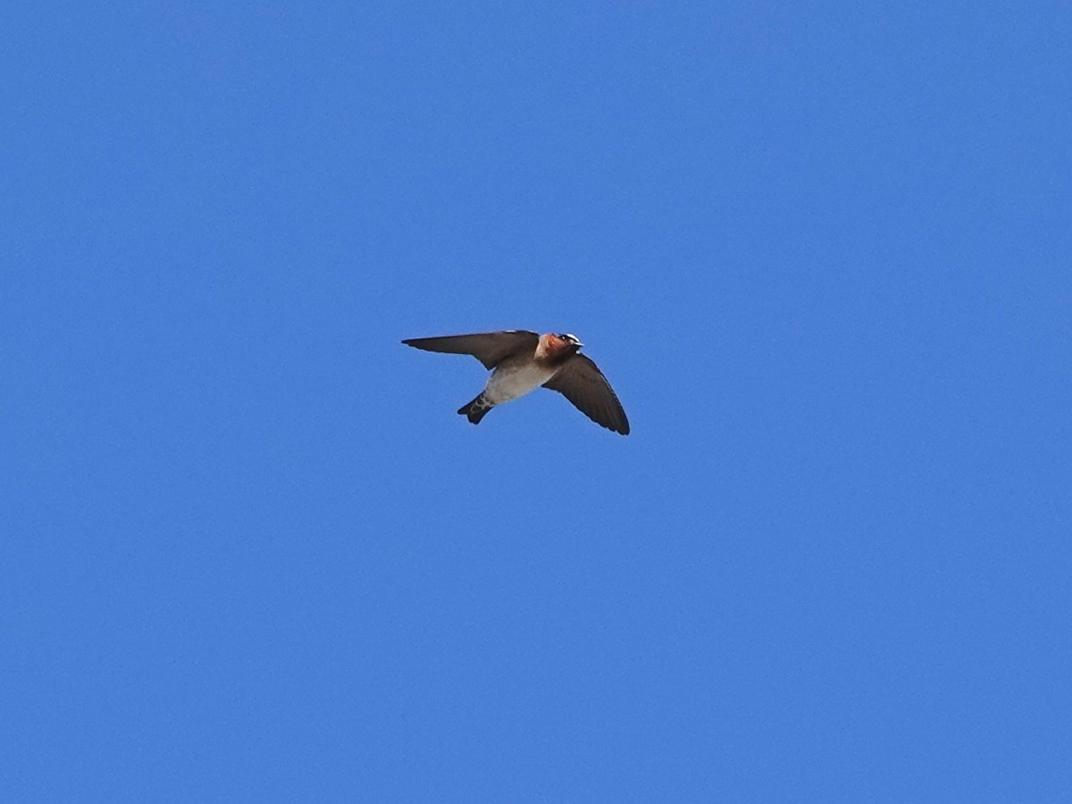 Cliff Swallow - ML616292390