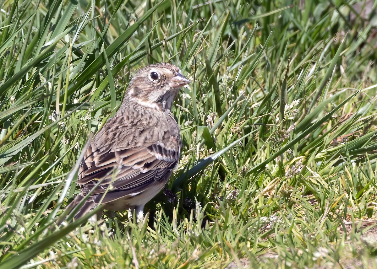 Vesper Sparrow - ML616292401