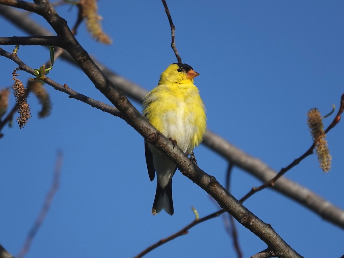 American Goldfinch - Norman Uyeda