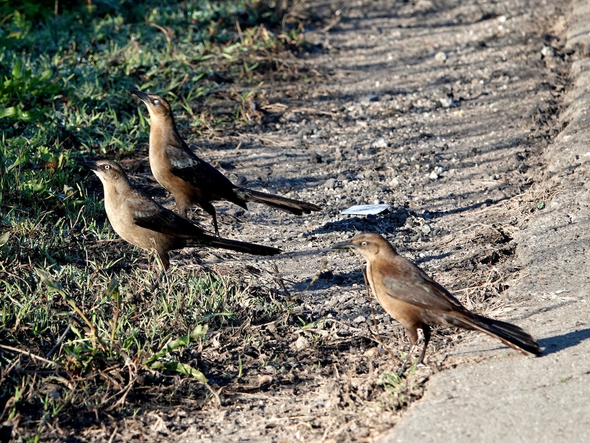 Great-tailed Grackle - ML616292425