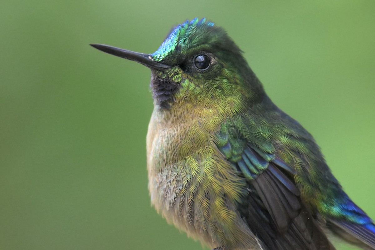 Violet-tailed Sylph - ML616292493