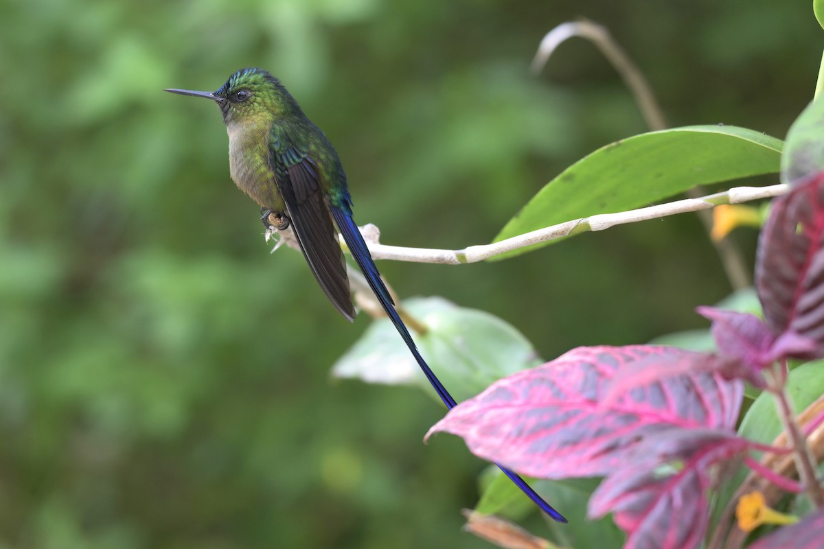 Violet-tailed Sylph - ML616292494