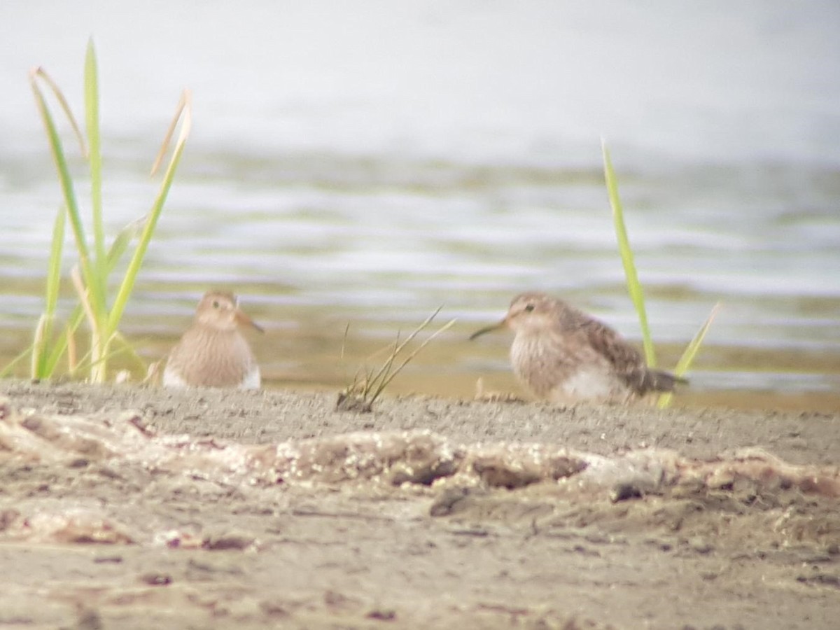 Graubrust-Strandläufer - ML616292520