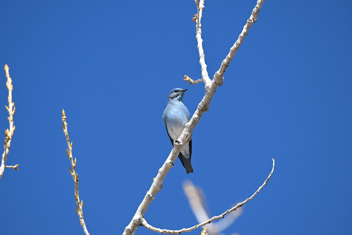 Mountain Bluebird - ML616292591