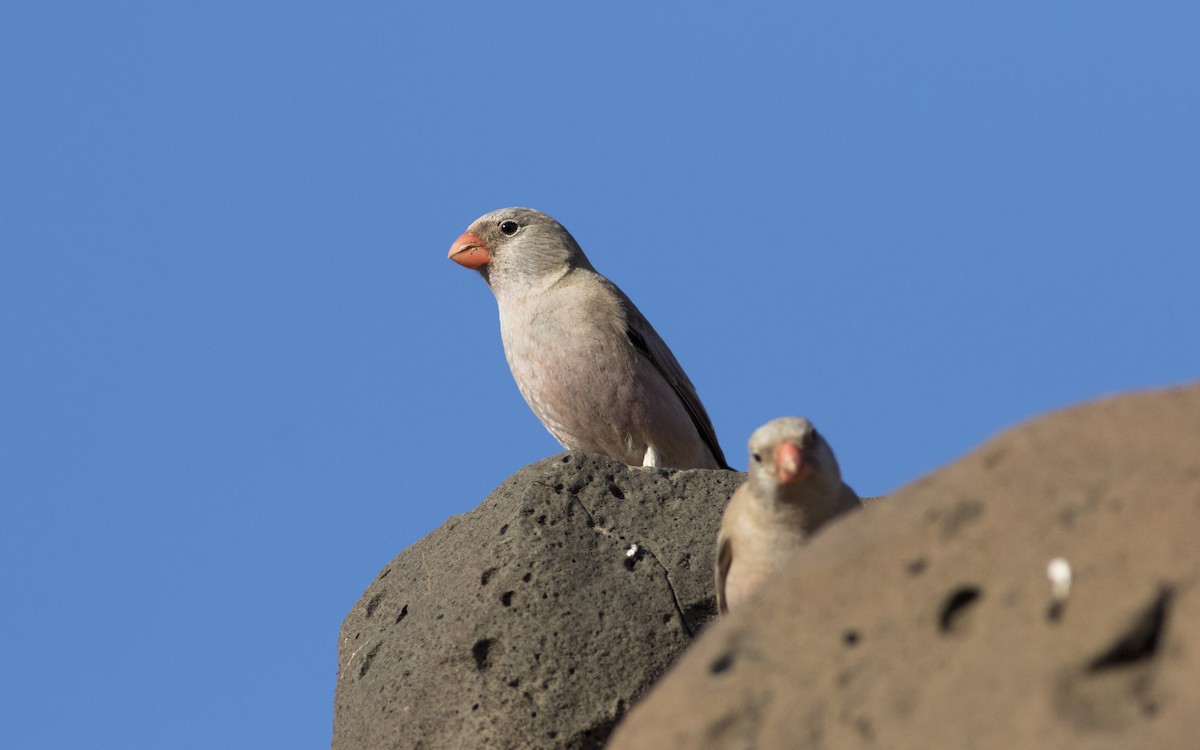 Trumpeter Finch - ML616292621