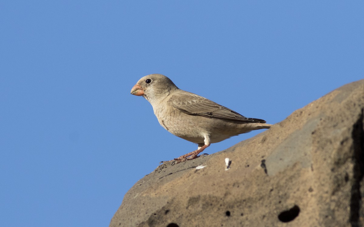 Trumpeter Finch - ML616292627