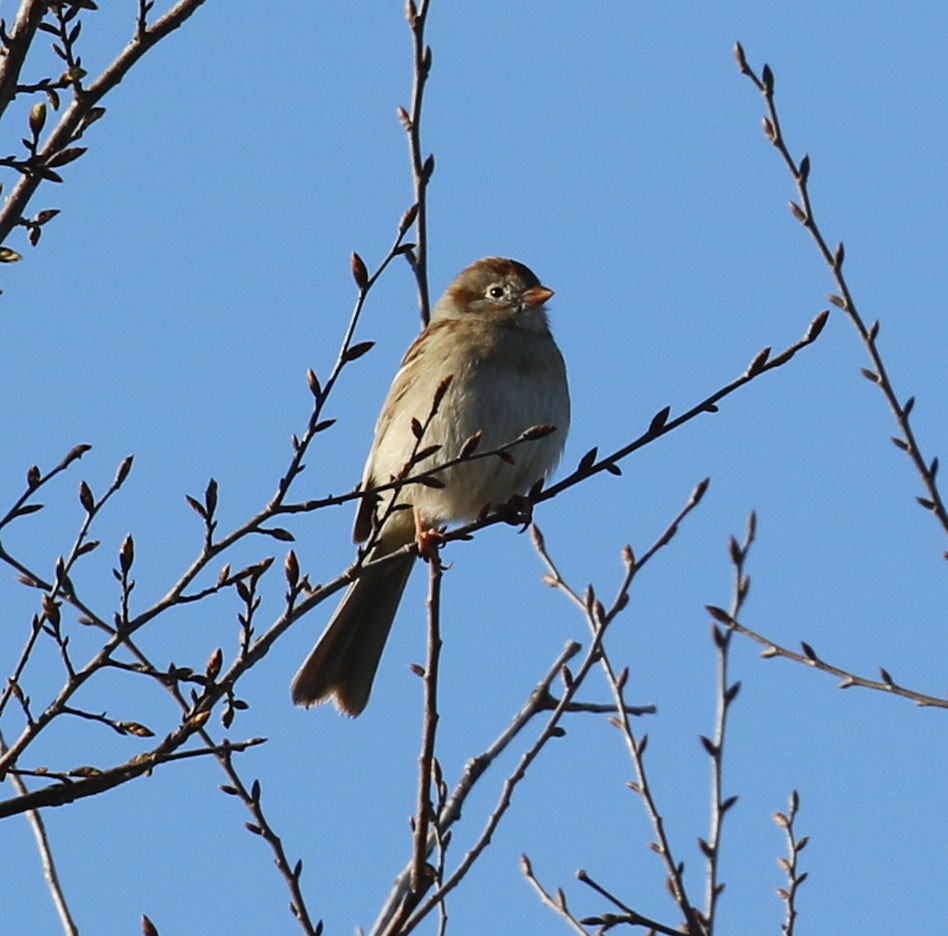 Field Sparrow - Laura Sare