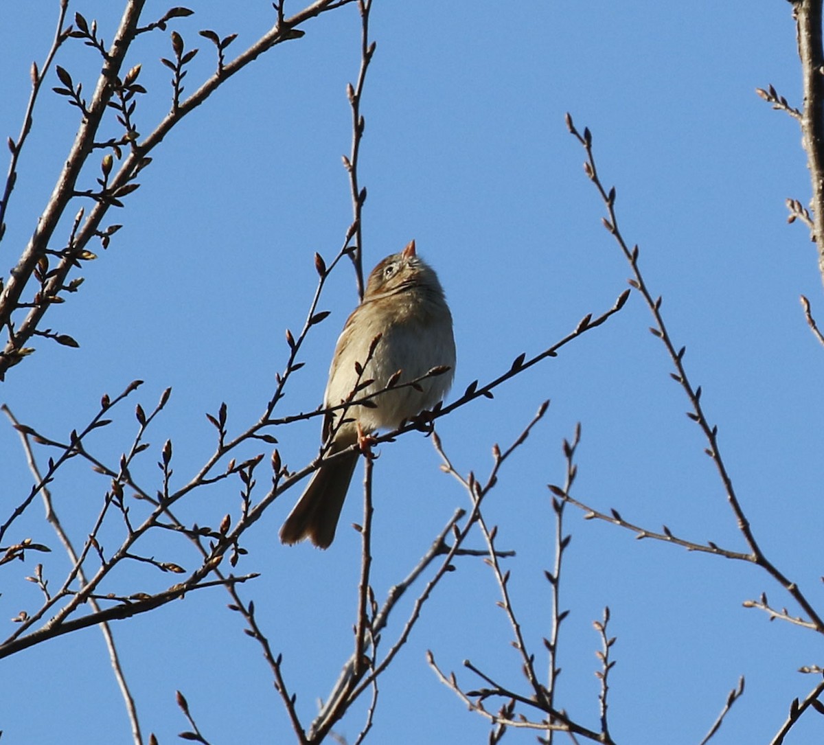 Field Sparrow - ML616292649