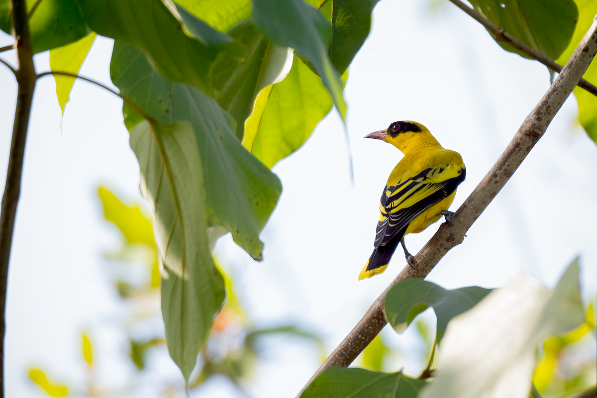 African Golden Oriole - ML616292680