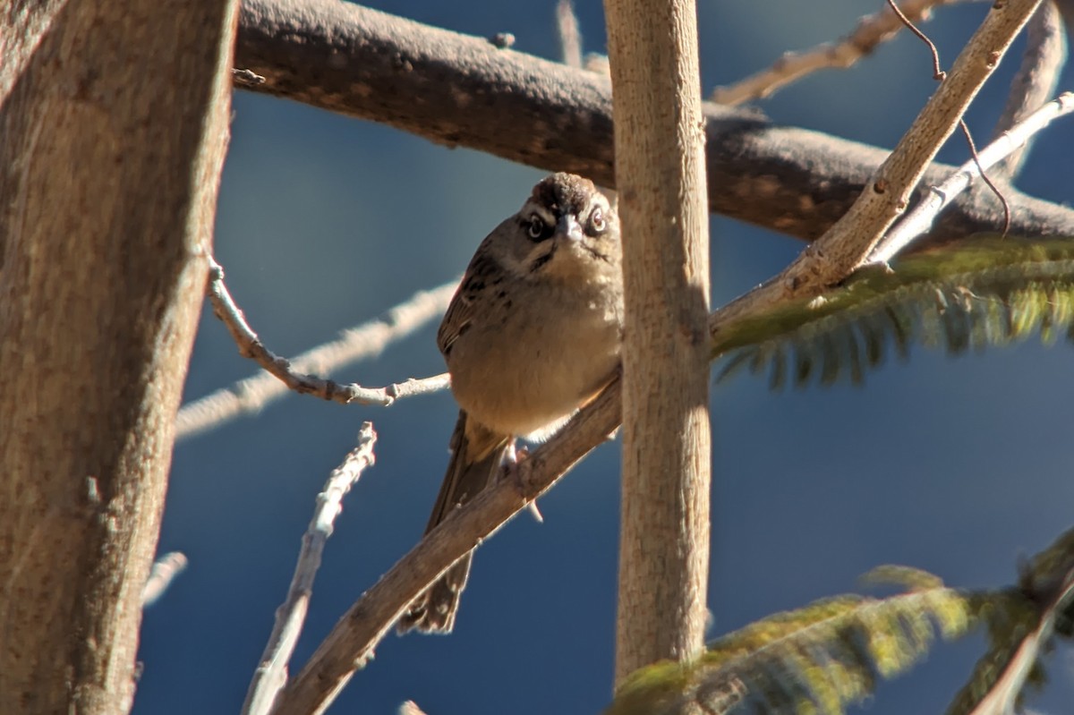 Oaxaca Sparrow - Carlos Gonzalez