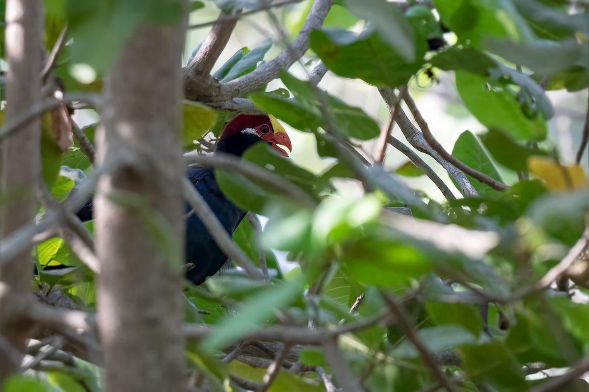 Turaco Violáceo - ML616292713