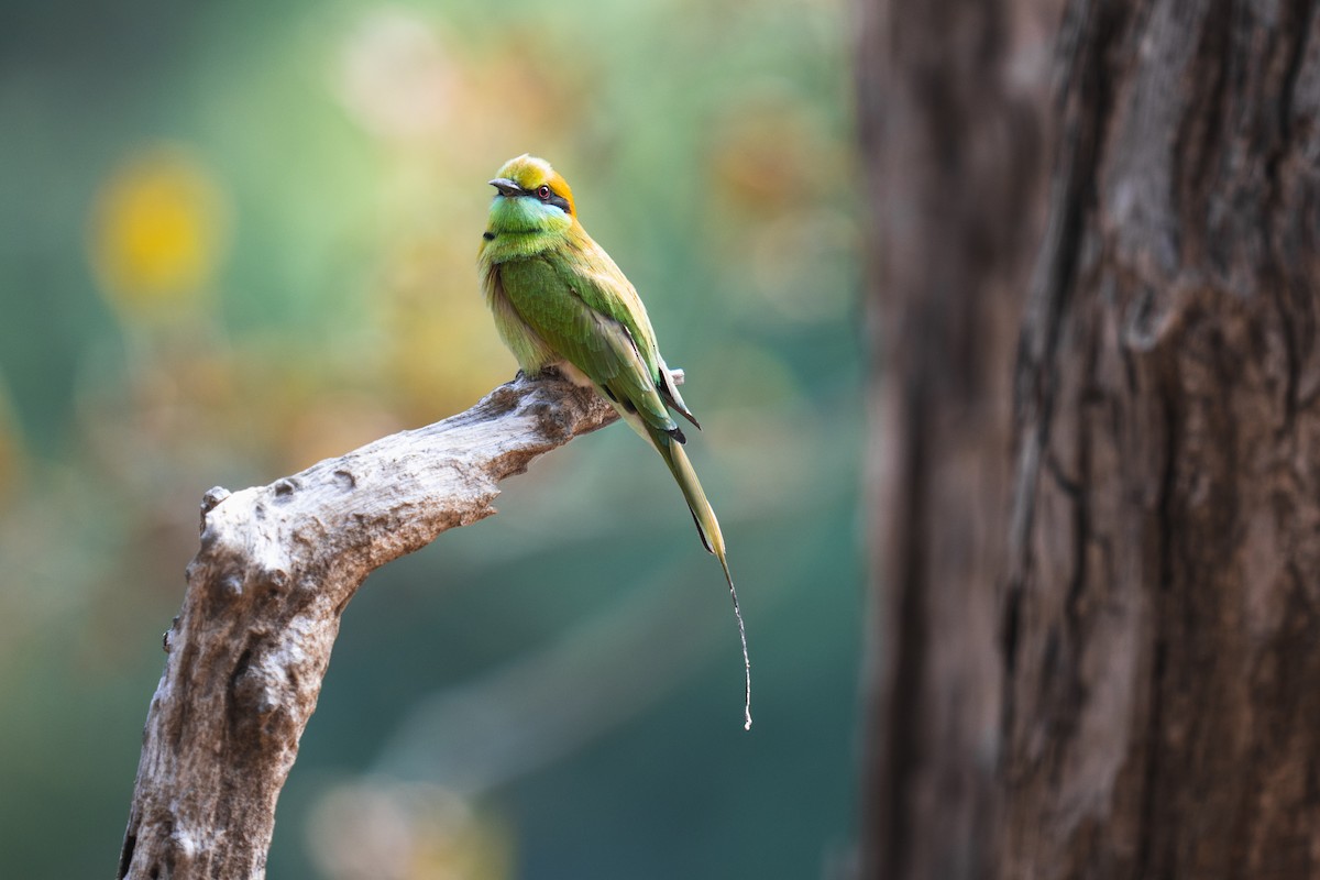 Asian Green Bee-eater - Enrique Arnaiz