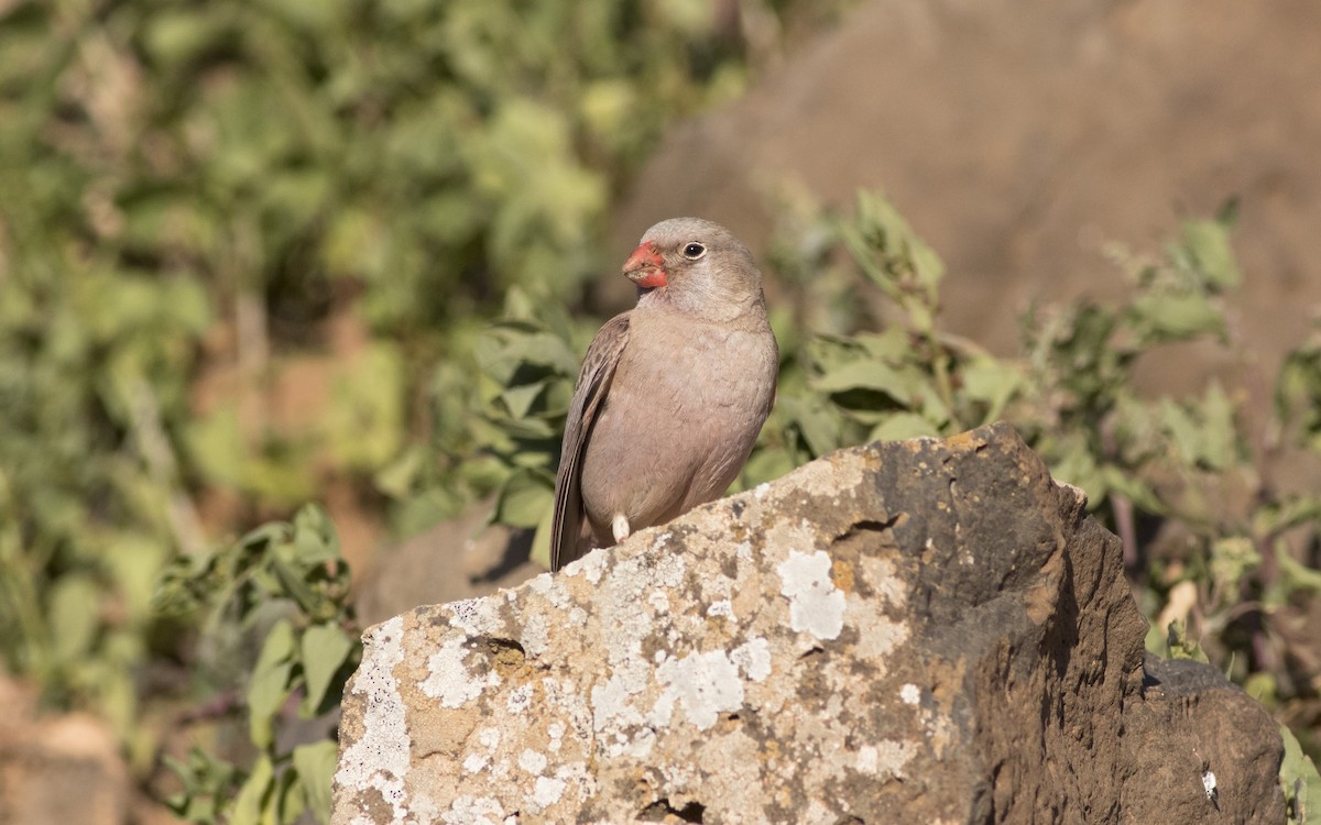 Trumpeter Finch - ML616292756