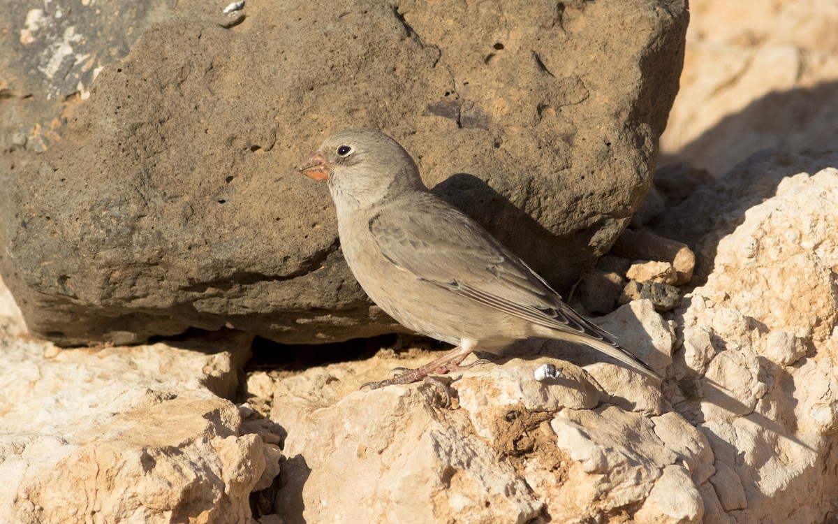 Trumpeter Finch - ML616292764