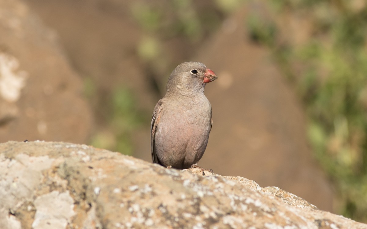 Trumpeter Finch - Emmanuel Naudot