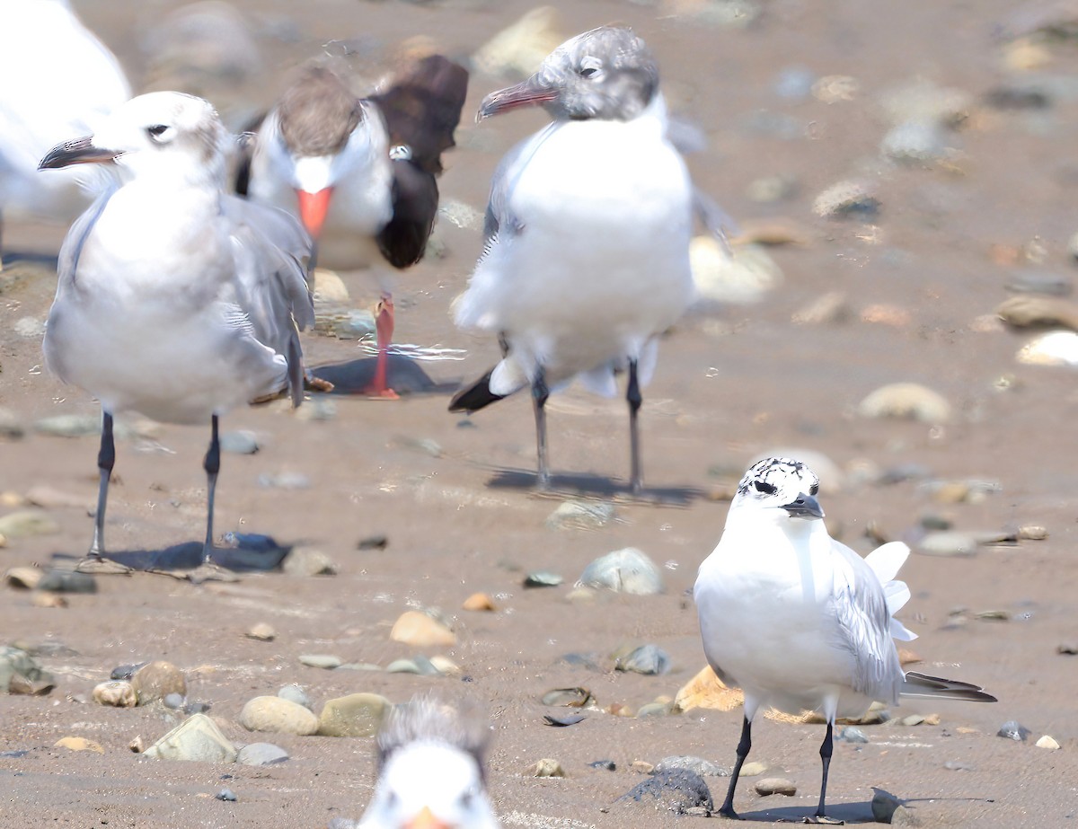 Franklin's Gull - ML616292814