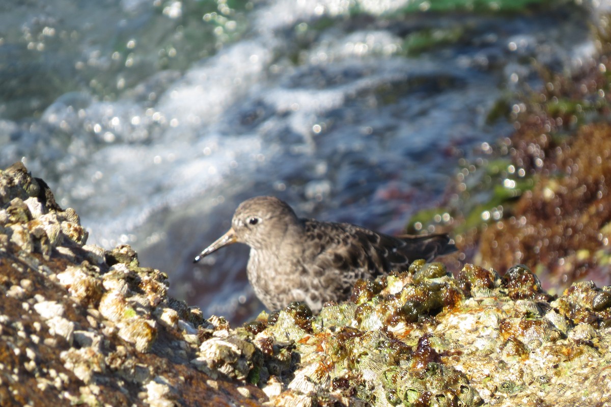 Purple Sandpiper - ML616292823