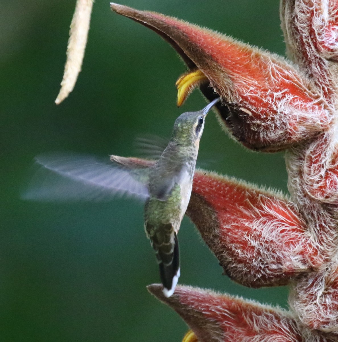 Полосатохвостый колибри-отшельник - ML616292973