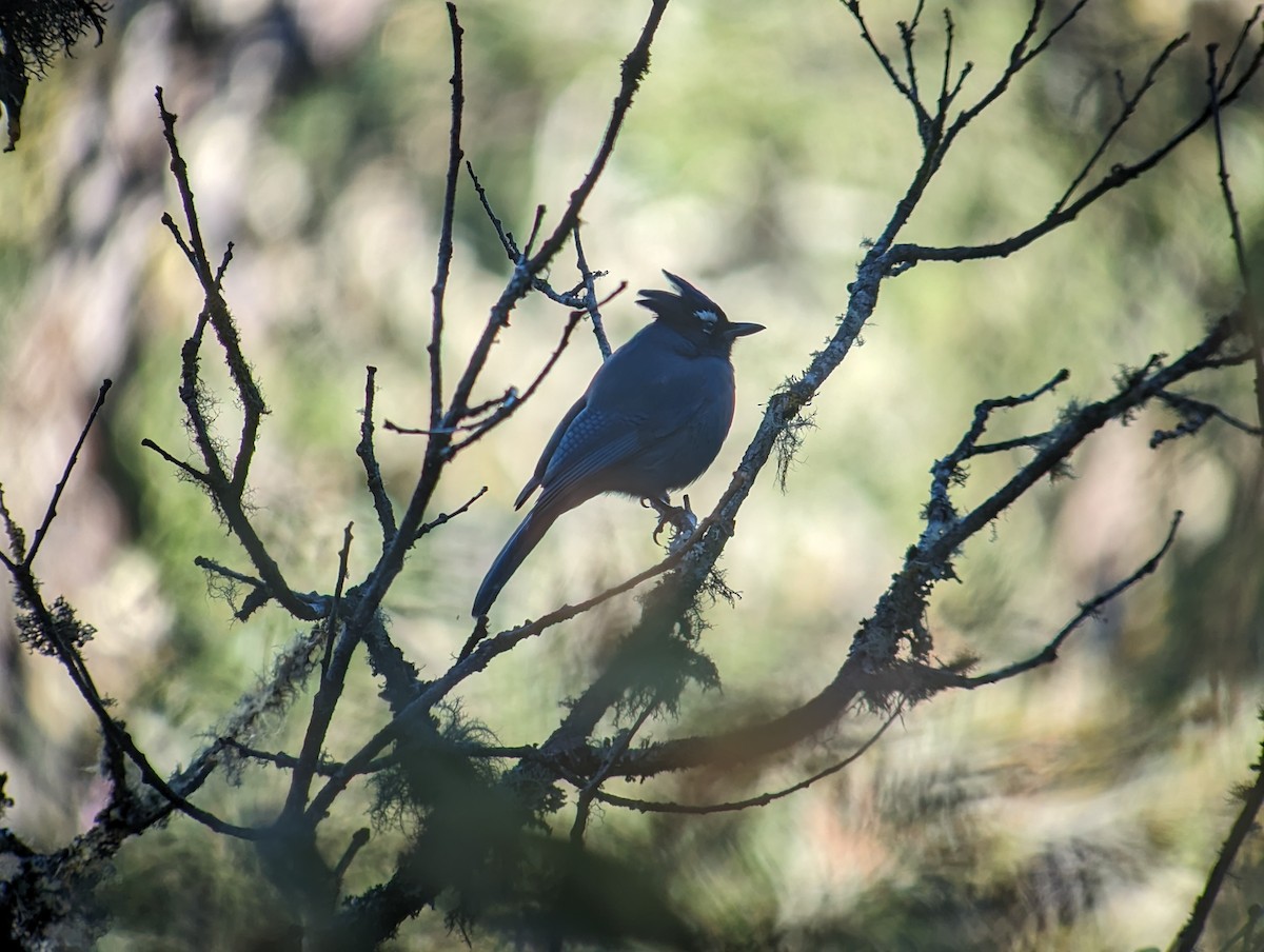 Steller's Jay - ML616293006