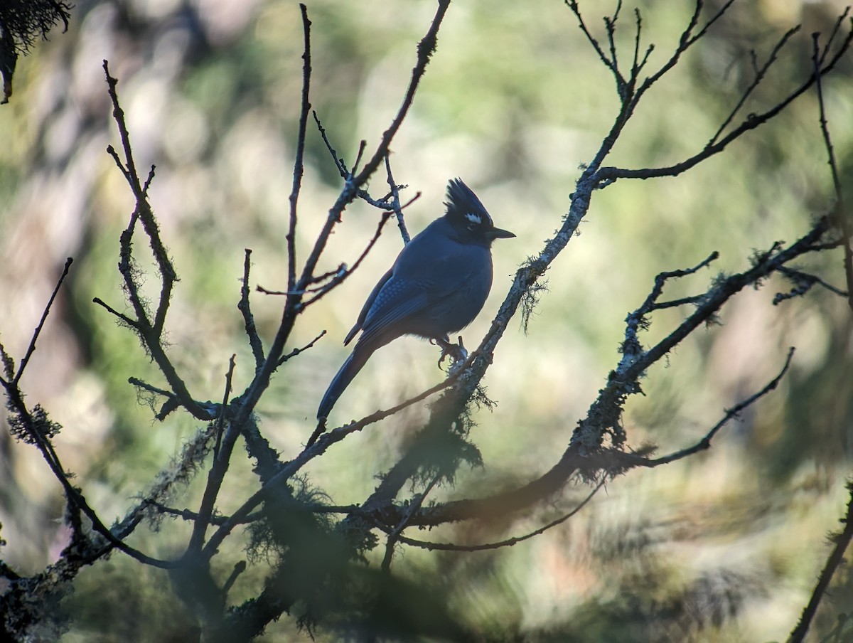 Steller's Jay - ML616293007