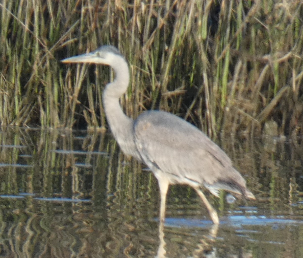 Garza/Garceta/Garcilla sp. - ML616293034