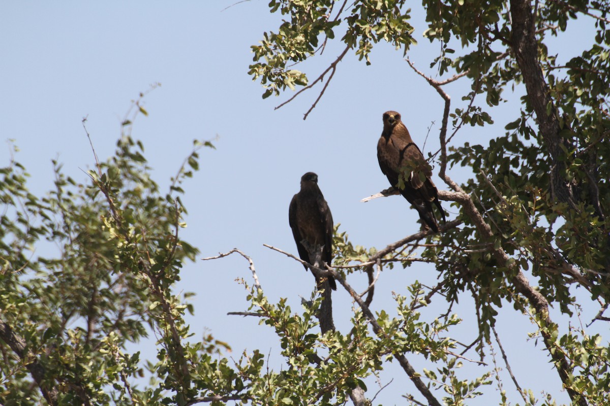 Black Kite - ML616293040