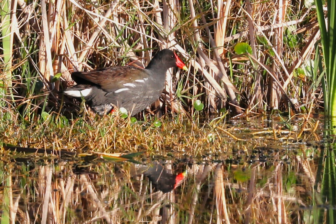 Common Gallinule - ML616293057