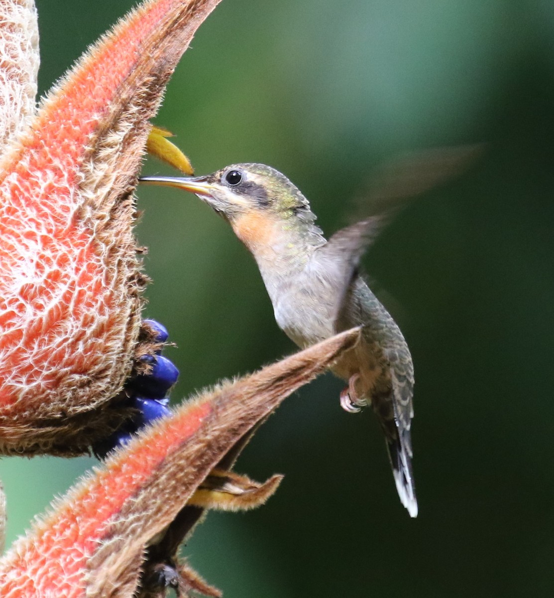 Полосатохвостый колибри-отшельник - ML616293073