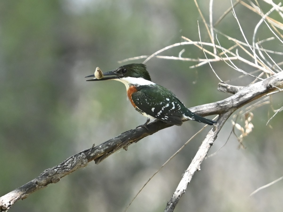 Green Kingfisher - ML616293080