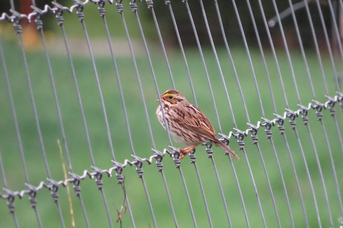 Savannah Sparrow - ML616293229