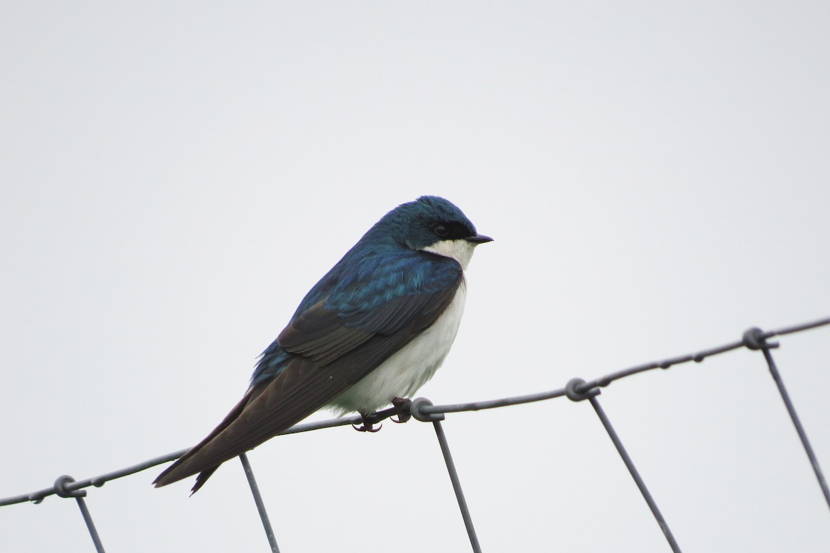 Tree Swallow - Jarvis Shirky