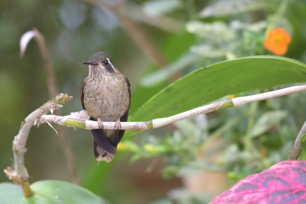 Speckled Hummingbird - ML616293346