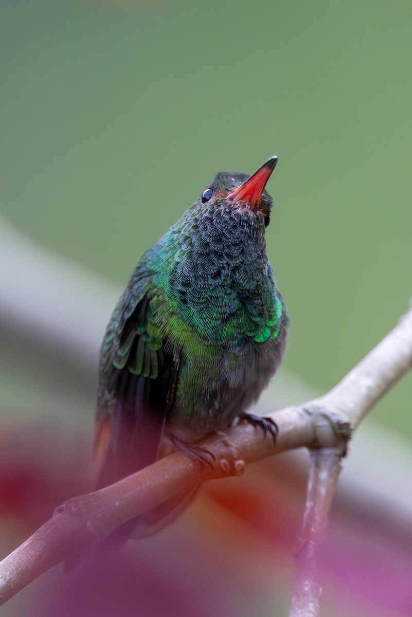 Rufous-tailed Hummingbird - ML616293348